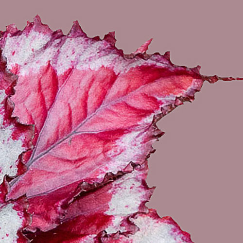 B. ‘Spitfire’